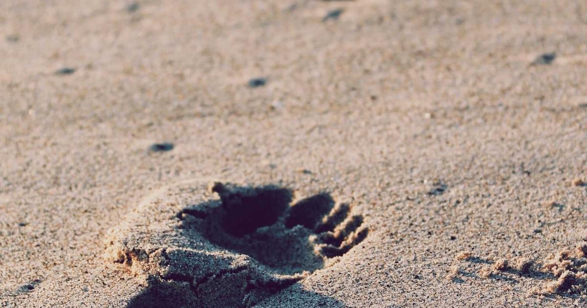 Access Laravel Pulse Data as a JSON API